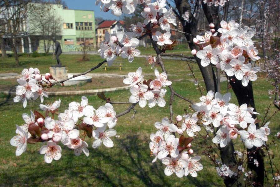 ove godine proljece stize nesto ranije nego inace