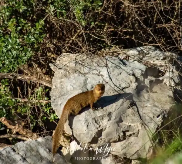 U Hutovom blatu snimljen mali indijski mungos