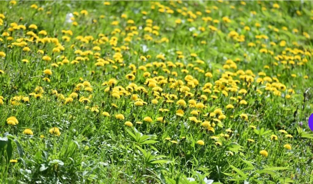 maslacak je biljka koja je riznica vitamina a mnogi je gaze i ne cijene