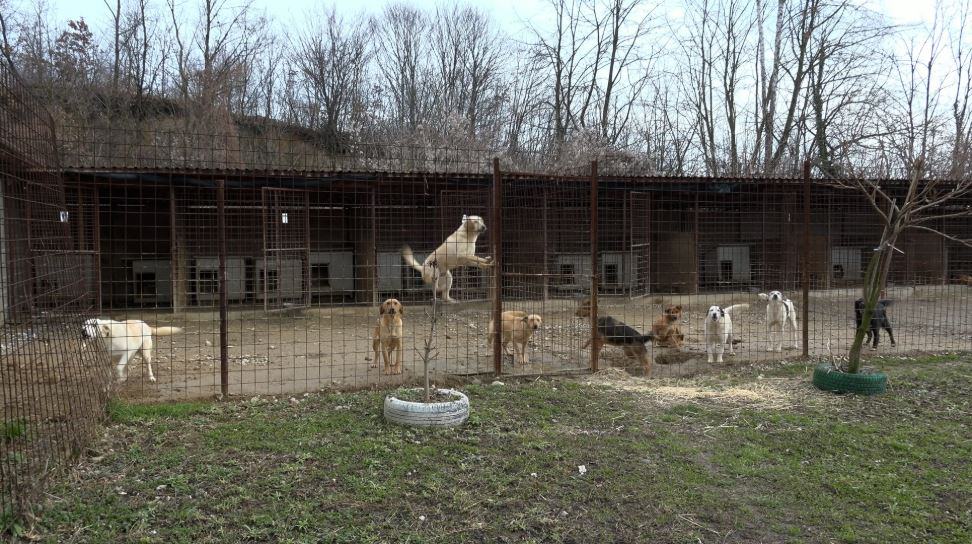 azil za pse nirina u tuzli organizuje dan otovrenih varata