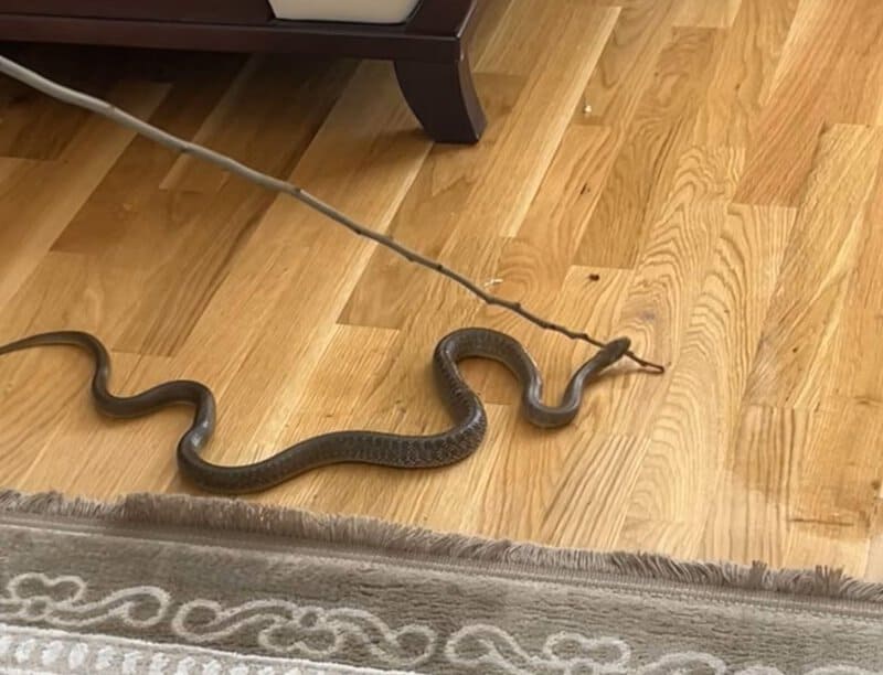 zena u kuci u mostaru pronasla sakrivenu zmiju u vrecici