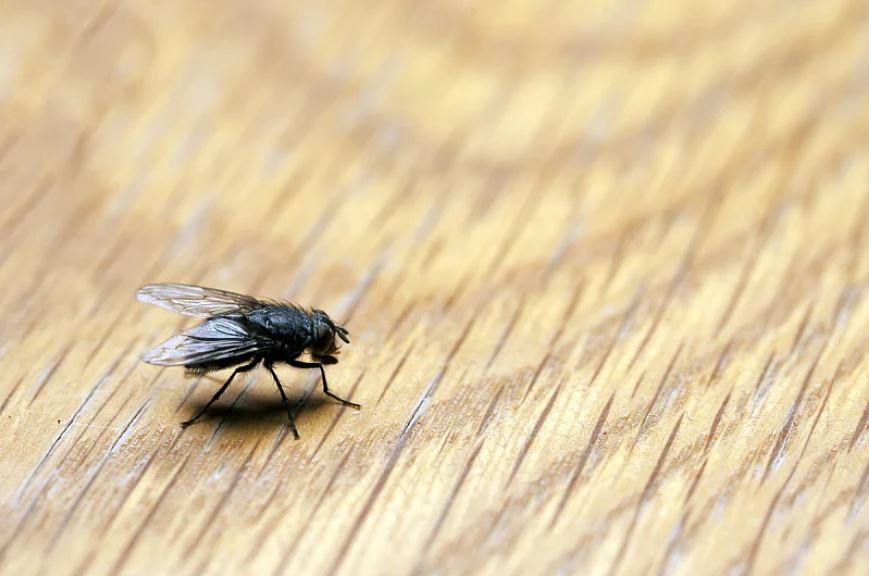 pomocu sastojaka koje imate mozete se rijesiti muha u domu