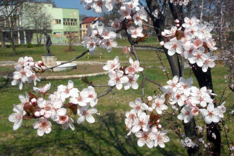 ove godine proljece stize nesto ranije nego inace