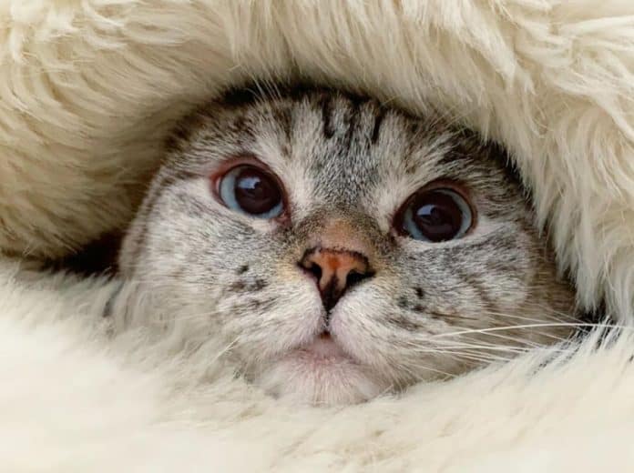 veterinar objasnio zasto macke kradu vase mjesto kada udtanete iz kreveta ili kauca