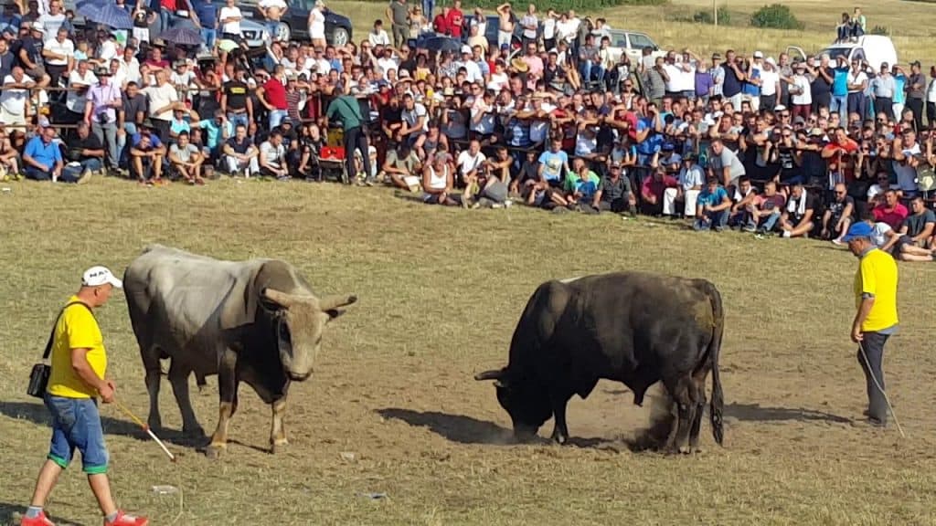 bik usmrtio muskarca tokom koride u