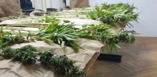 plantaza marihuana nevesinje policija rs