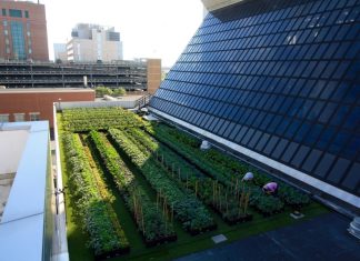 bolnica vrt krovna terasa uzgoj povrce hrana osoblje pacijenti siromasni sad