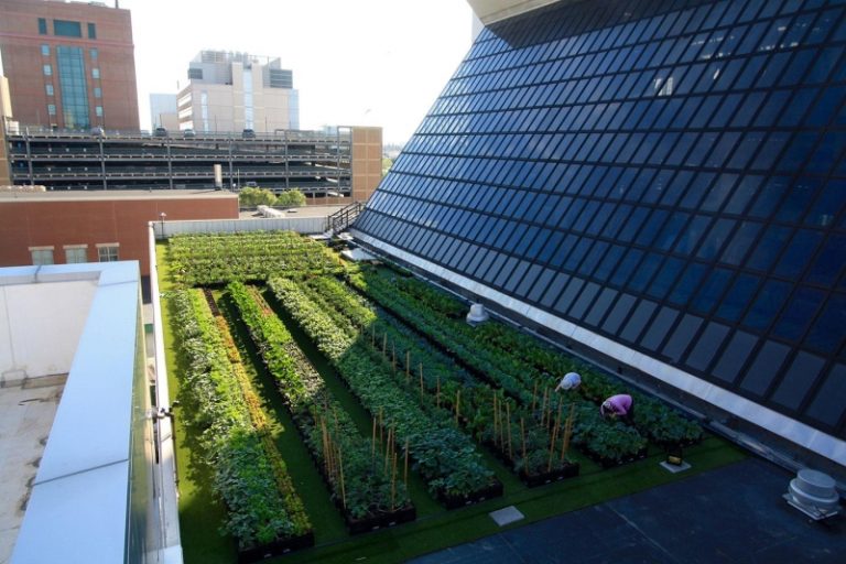 bolnica vrt krovna terasa uzgoj povrce hrana osoblje pacijenti siromasni sad