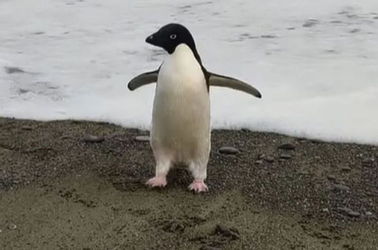 arkticki pingvin dug put dolazak novi zeland