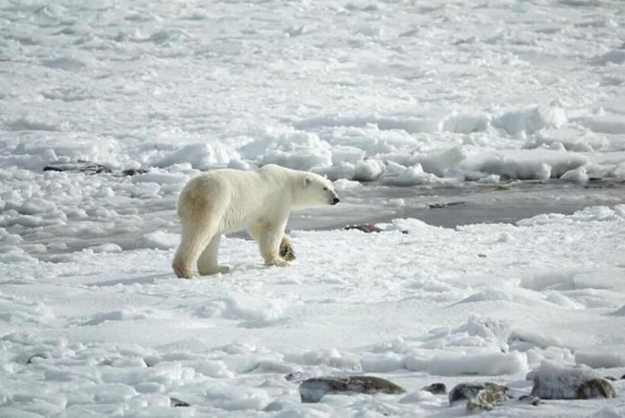 polarni medvjedi privikavanje lov bez morskog leda
