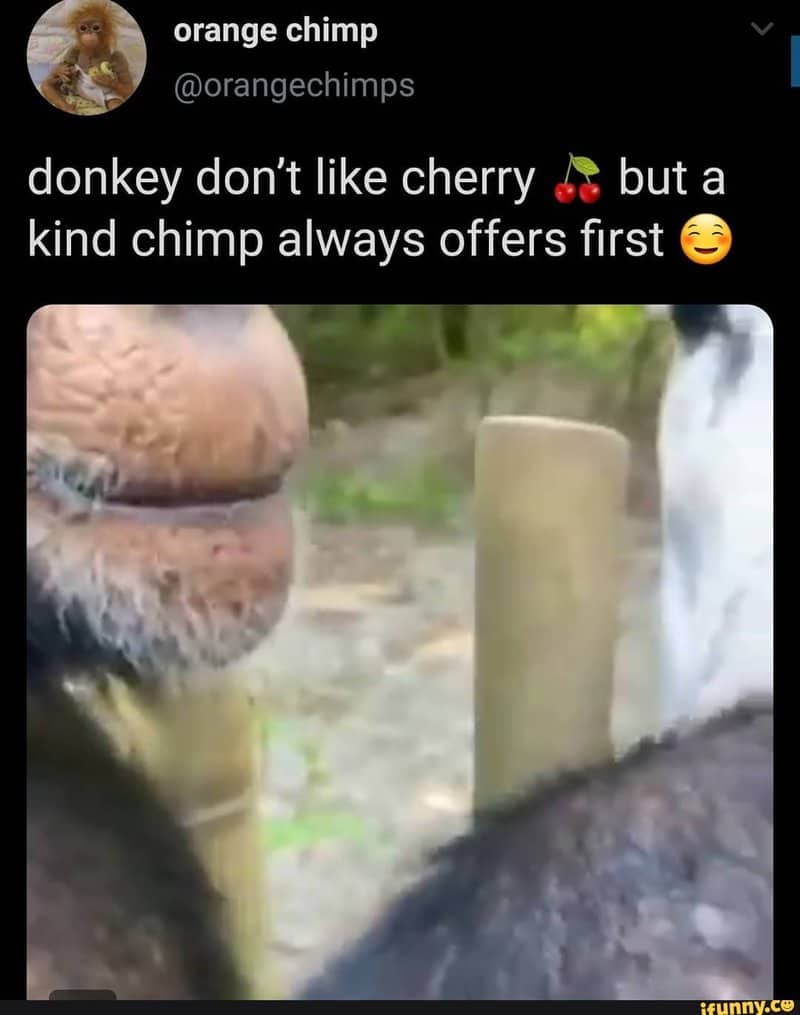 Čimpanza nudi trešnje magarcu (Video)