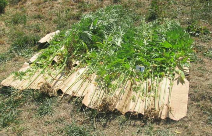 uhapsen muskarac uzgajao stabljike marihuane kalesija