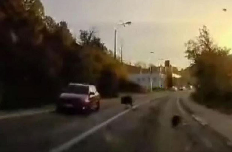 divlja svinja istrcala na cestu udarila i ostetila automobil u pokretu vogosca sarajevo