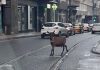 neobicna situacija koza prosetala ulicom u centru sarajeva