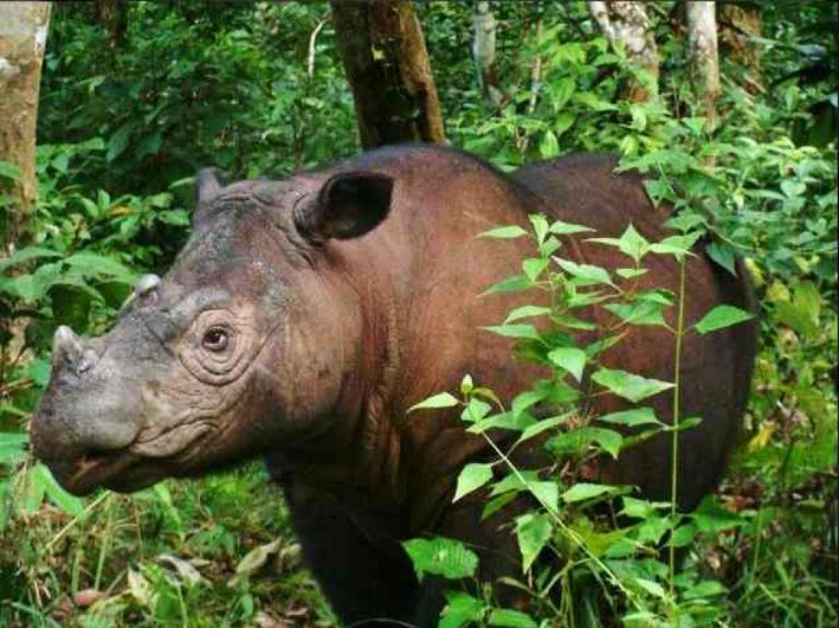 istrazivaci otkrice rogovi nosoroga postali kraci tokom proslog vijeka