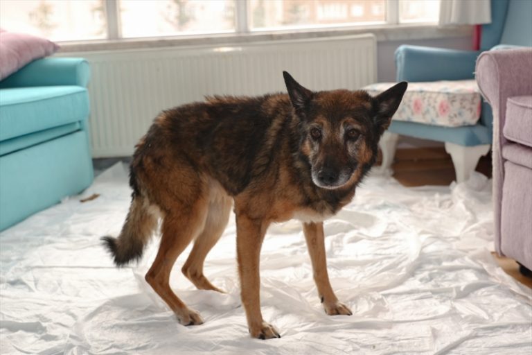 zeynep mjesanas njemackog ovcara kandidat za najstarijeg psa na svijetu zivi u rurskoj