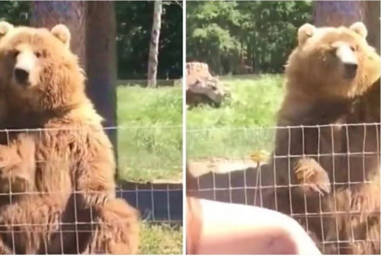 djevojkebacile komad hljeba medvjedu njegova reakcija izazvala veliki broj pregleda videa