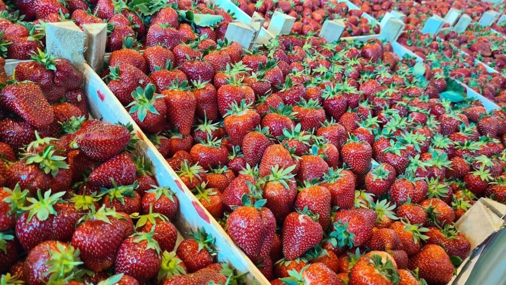 domace jagode i tresnje uzgojene u plastenicima dostigle enormno visoke cijene koilogram u bih se krece od 10 do 20 km