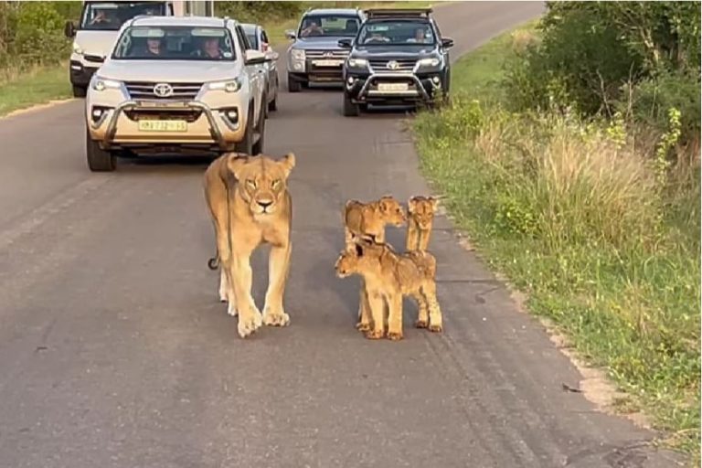 zanimljiv prizor lavica i njena cetiri mladunceta zaustavili promet juznoafricka republika