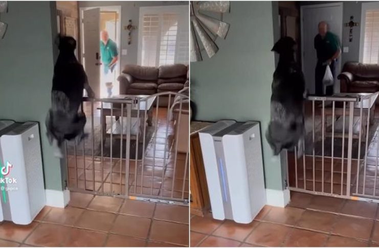 pas reakcija nakon sto je ugledao vlasnika