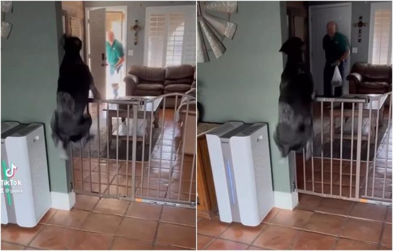 pas reakcija nakon sto je ugledao vlasnika