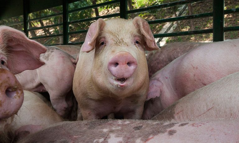 eutanazija svinje africka kuga semberija rs