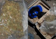 zapljenjenoi skoro dva kilograma marihuane pretresi banja luka uhapsene dvije osobe