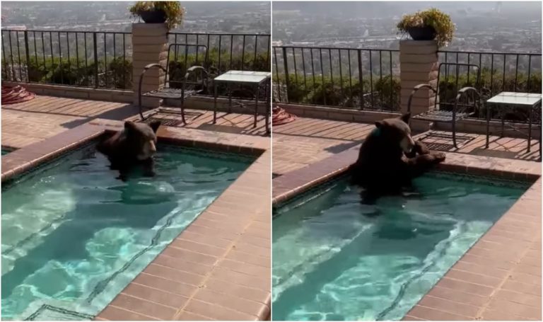 medvjed spas od vricine pronasao na bazenu ispred jedne od kuca u kaliforniji