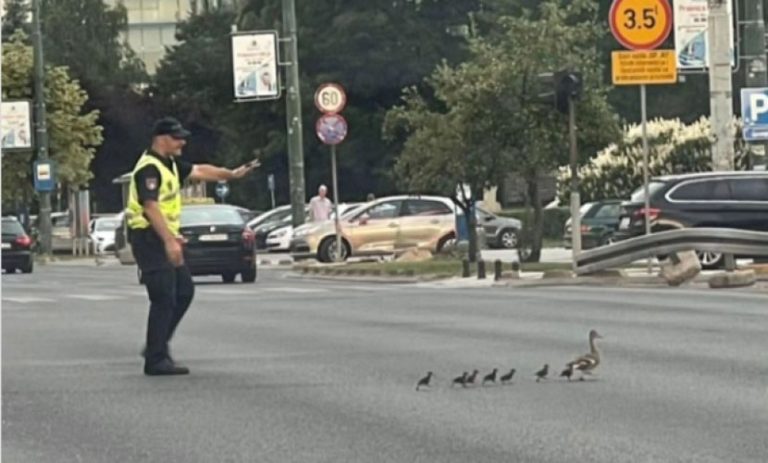 policajac zaustavio saobracaja da bi patka i pacici sigurno presli na drugu stranu ulice sarajevo