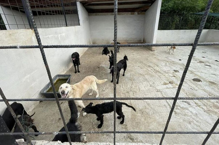 u azilu za pse u tesnju psi jeli jedni druge isputuje se uzrok ovog strasnog dogadjaja