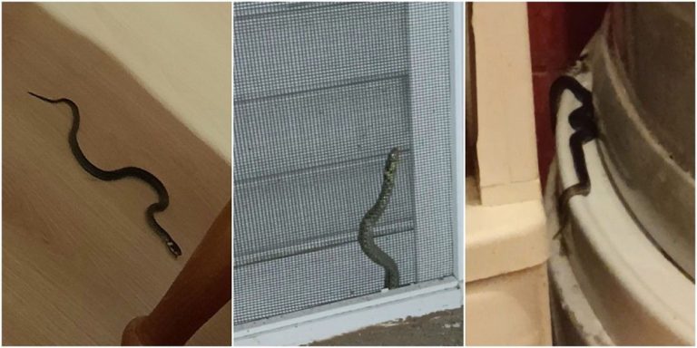 porodica u kuci pronasla leglo zmija ima ih posvuda ne znaju kome da se obrate novi sad
