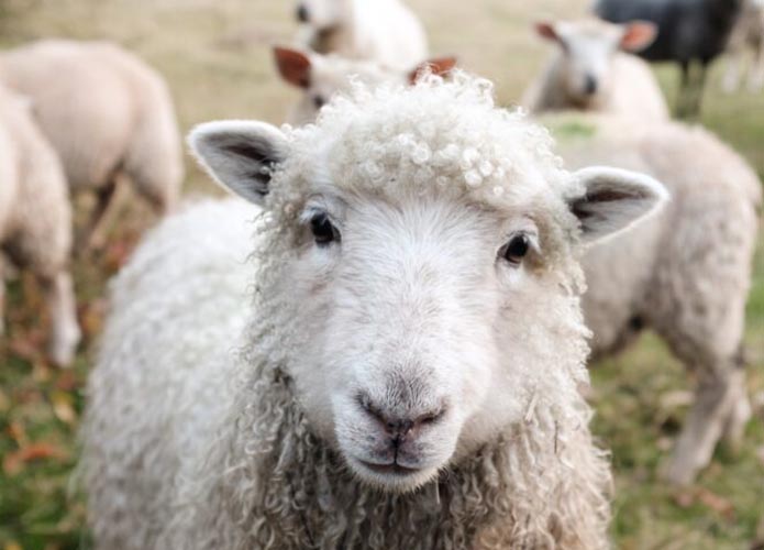 NAPUŠENE: Stado ovaca u Grčkoj nakon jedne paše počelo čudno da se ponaša