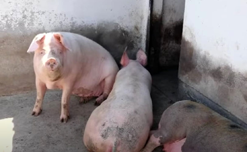 eutanizirano oko 40.000 svinja na podrucju semberije i majevice radi pojave africke kuge