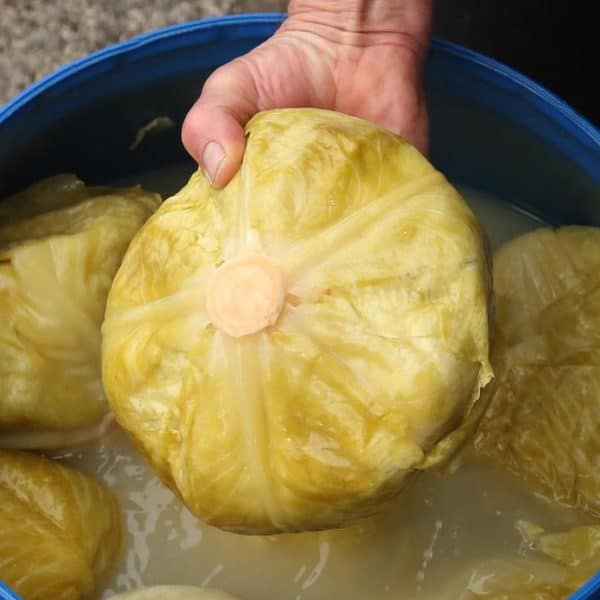 sezona kiseli kupus namirnica puna vitamina zdravalja