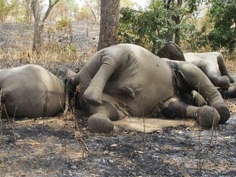 Zimbabve, slonovi, uginuli, susa