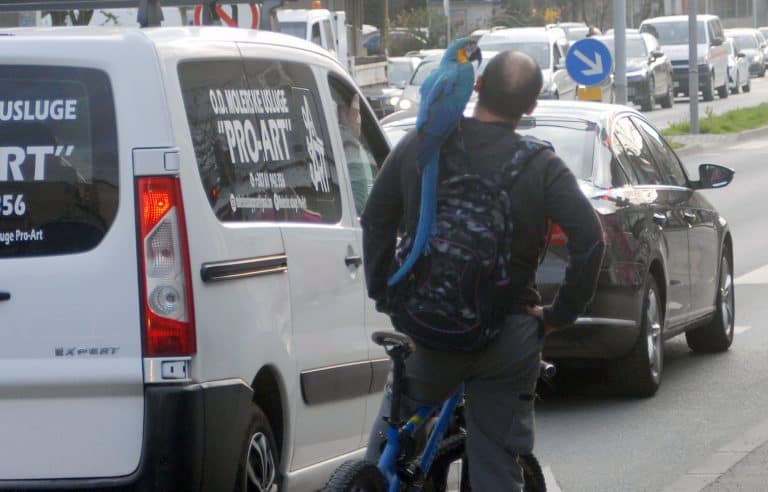 papagaj se na vlasnikovom ramenu provozao biciklom po tuzlanskim saobracajnicama