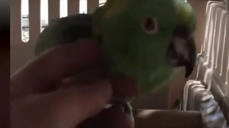 papiga se umiljava vlasniku zanimljiv video