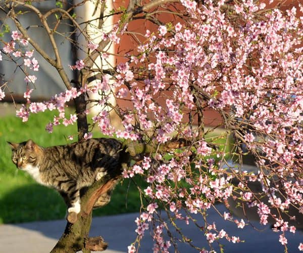 danas je prvi dan proljeca nekoliko godina unazad dolazi dan ranije nego je to uobicejno