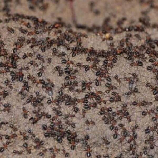 odlicno sredstvo za istjerivanje mrava iz vaseg doma je bilo koji djeciji puder