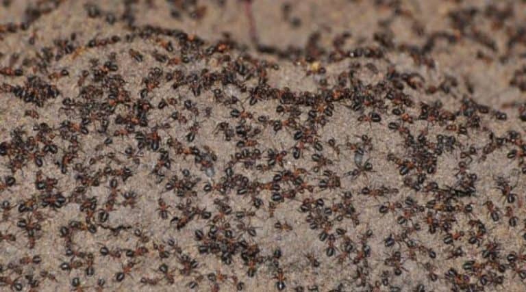 odlicno sredstvo za istjerivanje mrava iz vaseg doma je bilo koji djeciji puder