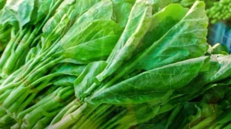 zelje veoma zdrava namirnica preporucuje se konzumiranje svaki dan