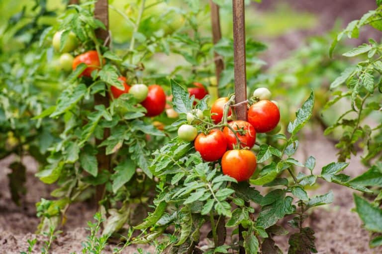 rastvor savjet zaljevanje paradajz bolji plodovi