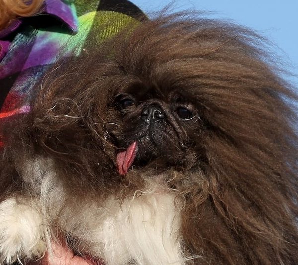 Osmogodišnji pekinezer Wild Thang osvojio titulu najružnijeg psa na svijetu