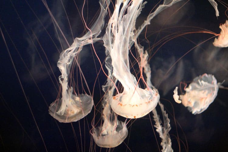 savjeti sta uraditi ako vas opece morska meduza