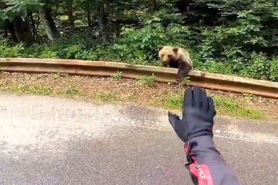 motociklista se kod valjeva u srbiji nasalio sa medvjedom koji je stajao uz cestu