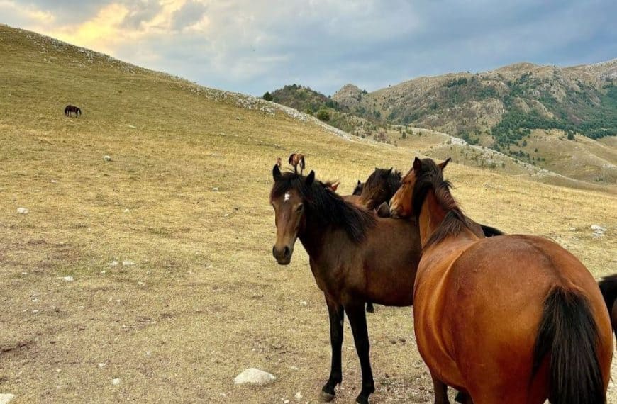 divlji konji opusten zivot lukomir planina bjelasnica sarajevo