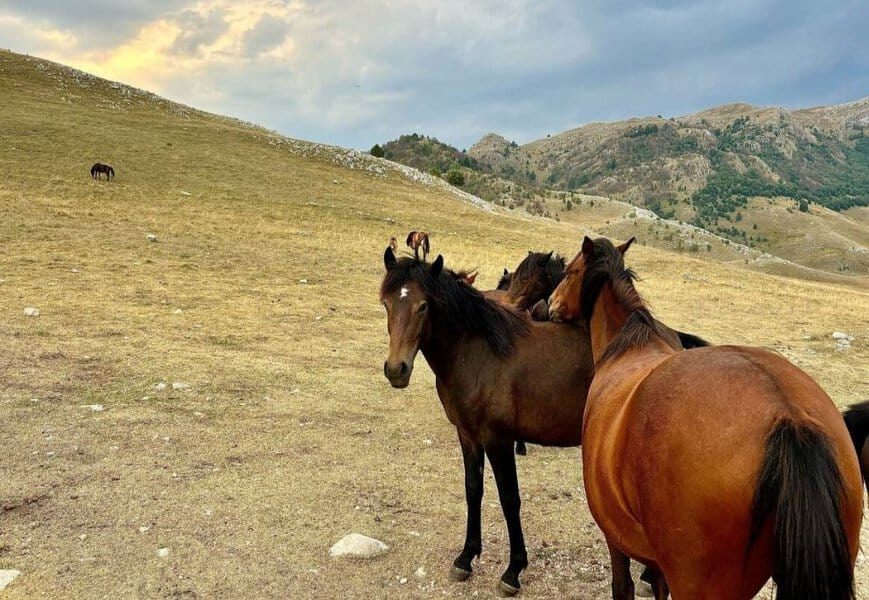 divlji konji opusten zivot lukomir planina bjelasnica sarajevo