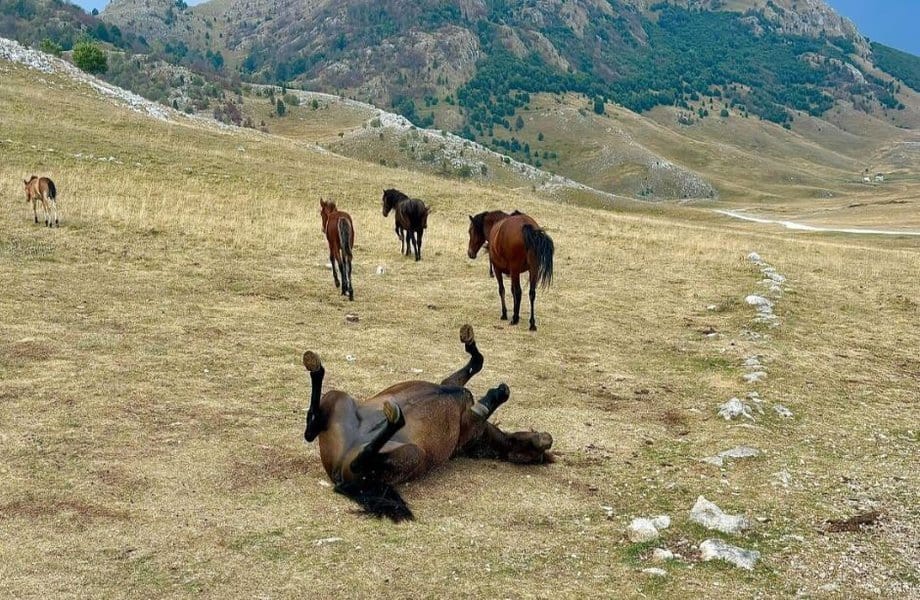 divlji konji selo lukomir planina bjelasnica bih