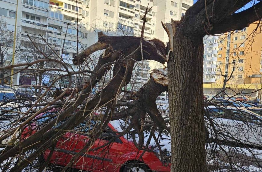 Opasnost za građane: Šesti dan kako niko ne uklanja slomljene grane (Foto)