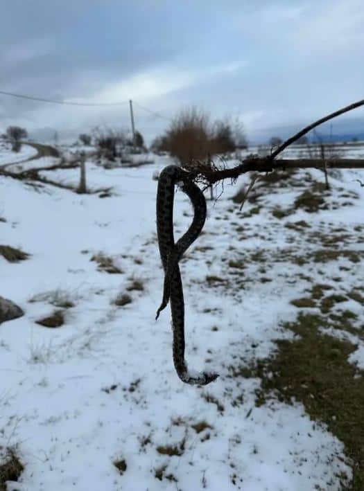 Pojava zmija otrovnica na području tomislavgrada u zimskom periodu